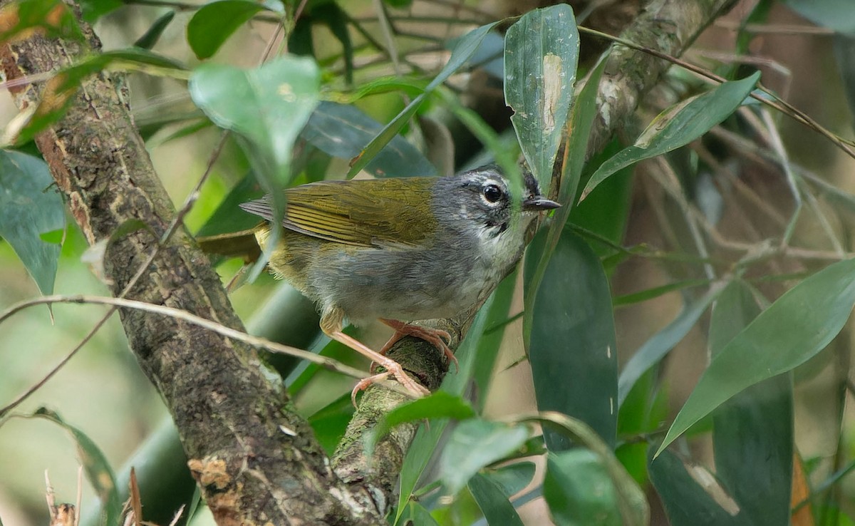 White-browed Warbler - ML645644707