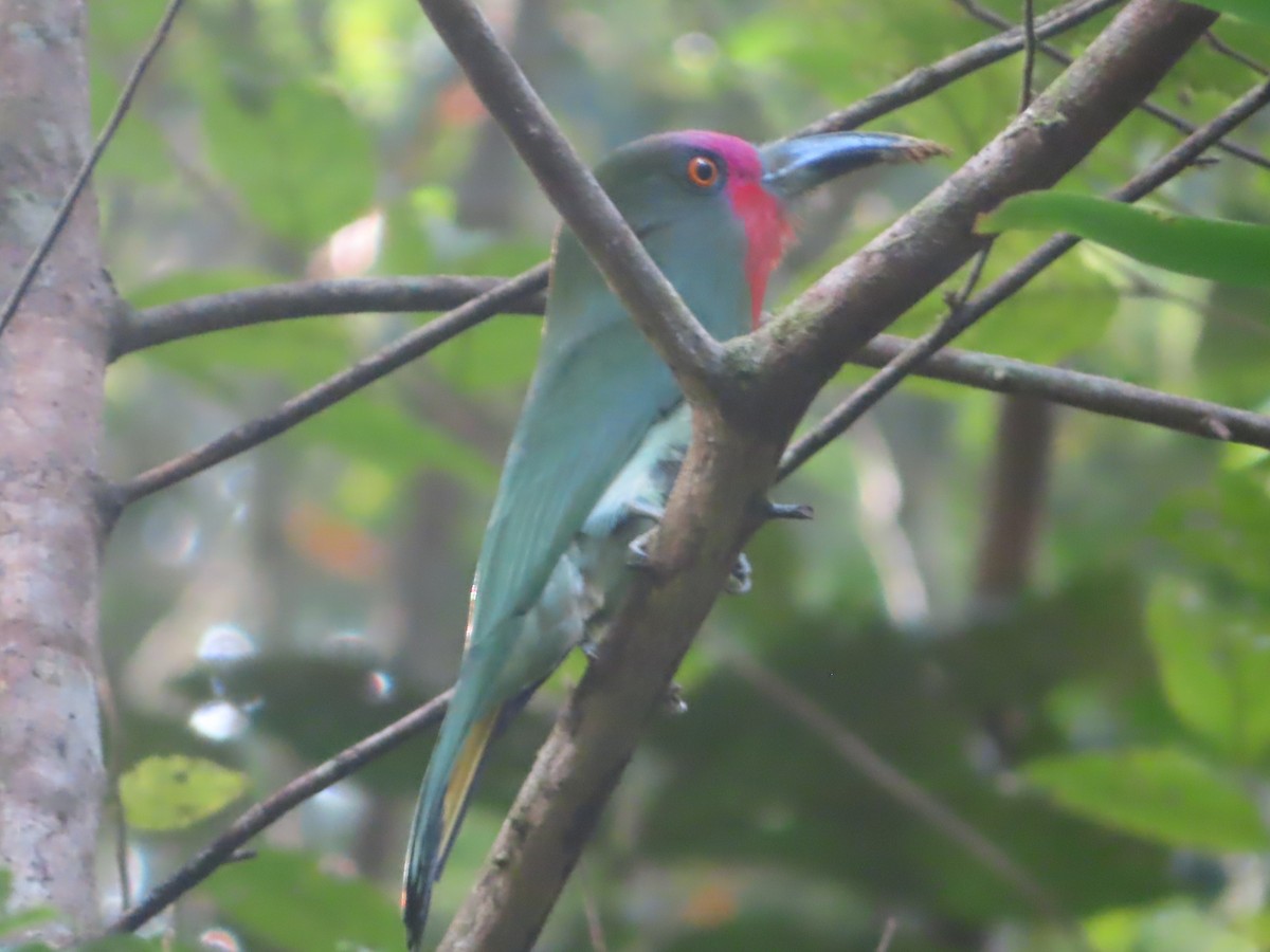Red-bearded Bee-eater - ML645644709