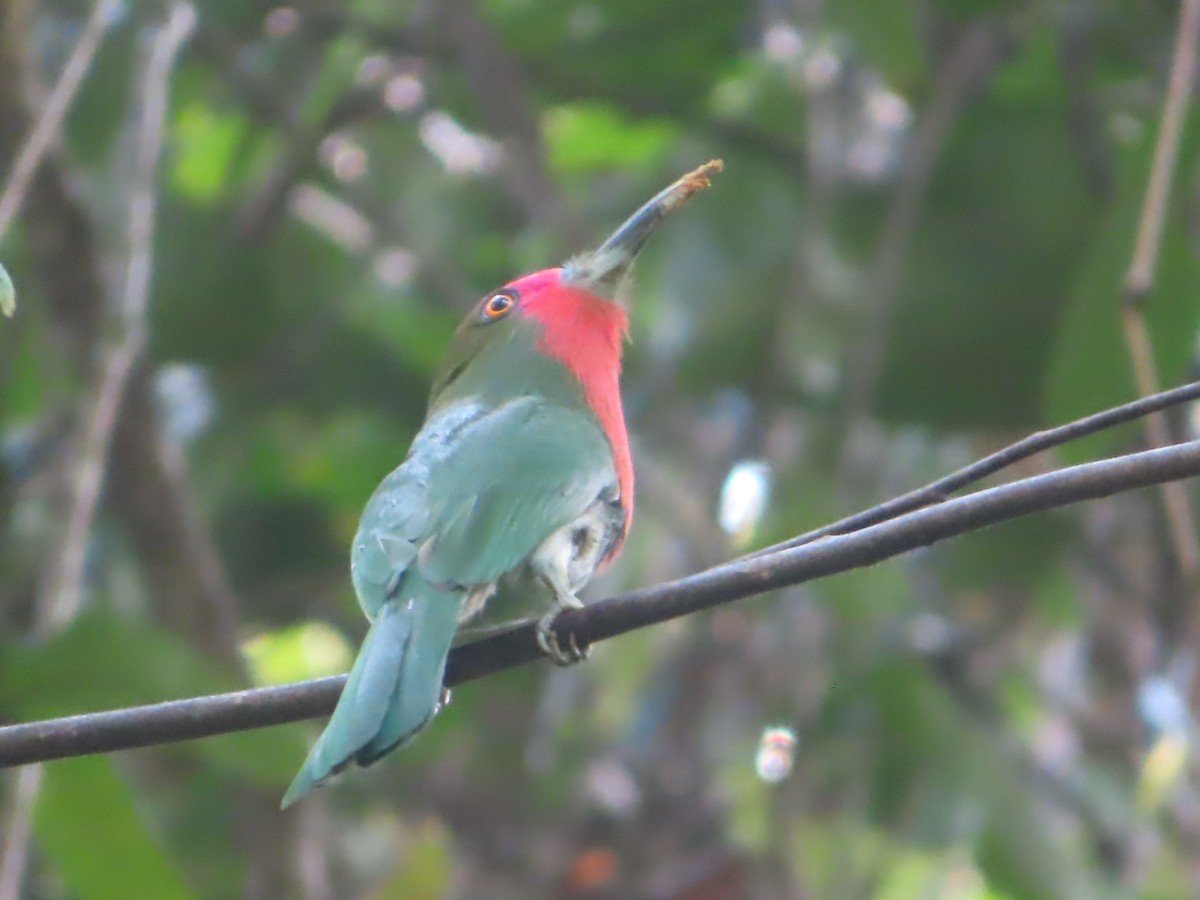 Red-bearded Bee-eater - ML645644710