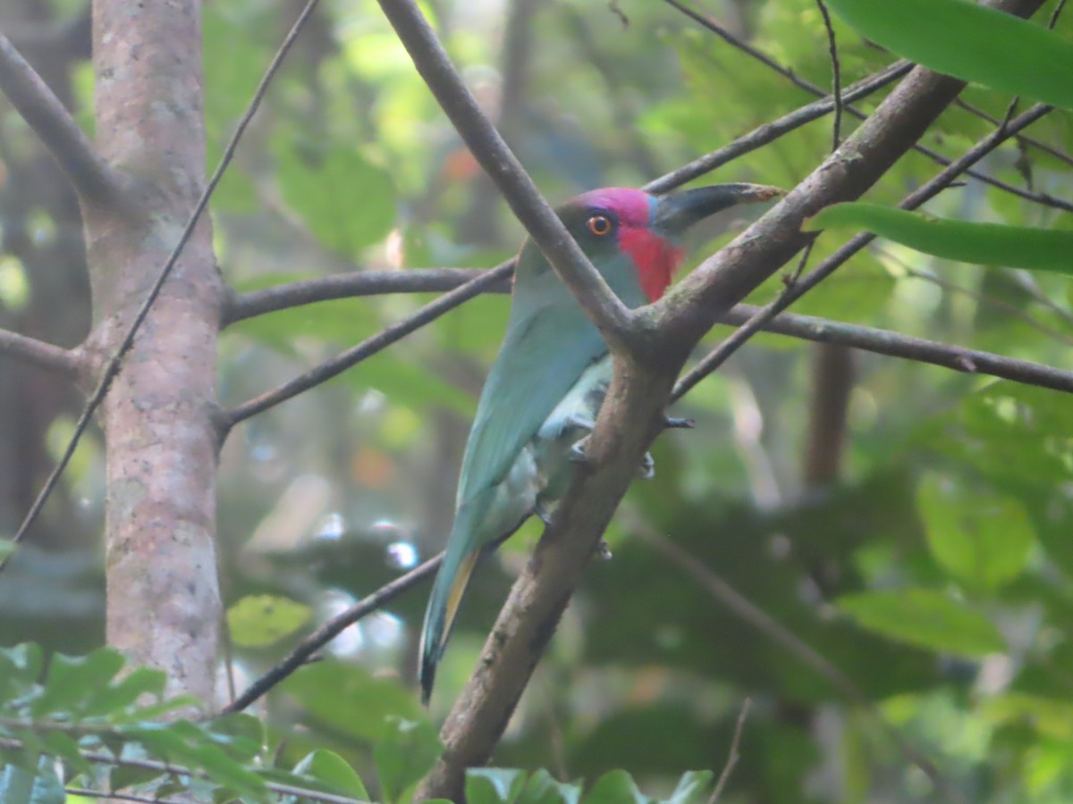 Red-bearded Bee-eater - ML645644711