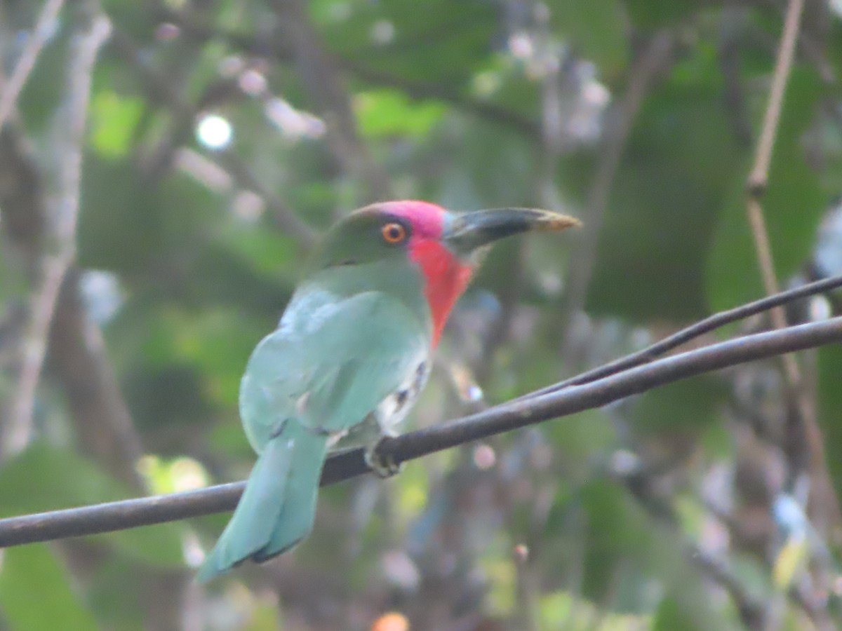 Red-bearded Bee-eater - ML645644712