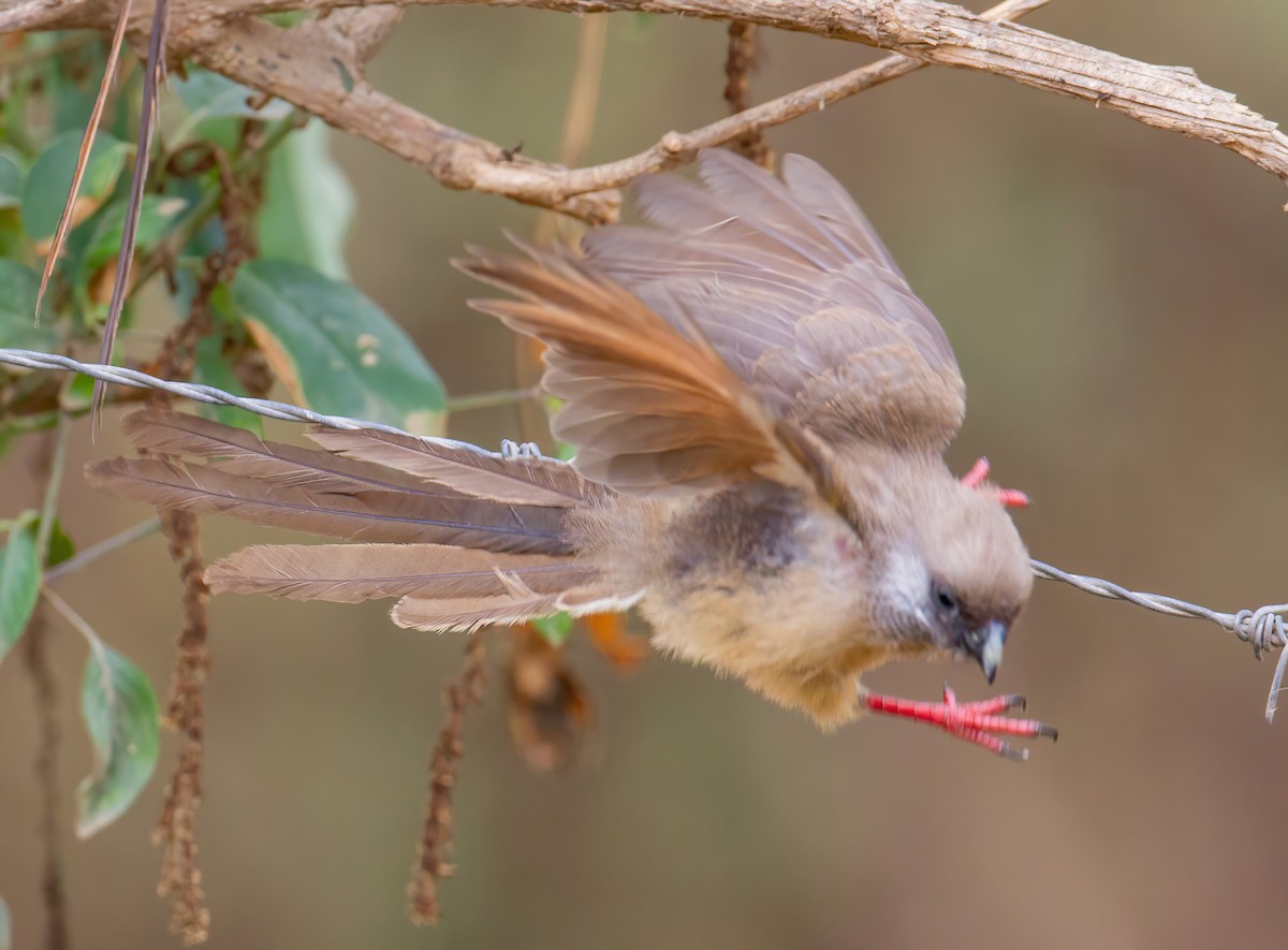 Speckled Mousebird - ML645644714