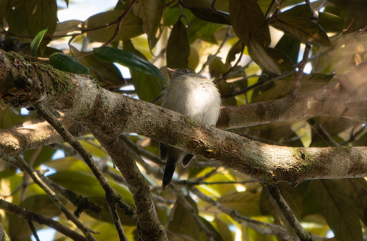 Pin-tailed Manakin - ML645644715