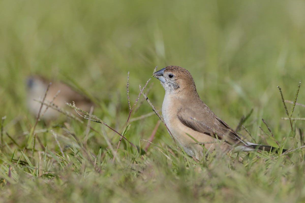 Indian Silverbill - ML645644716