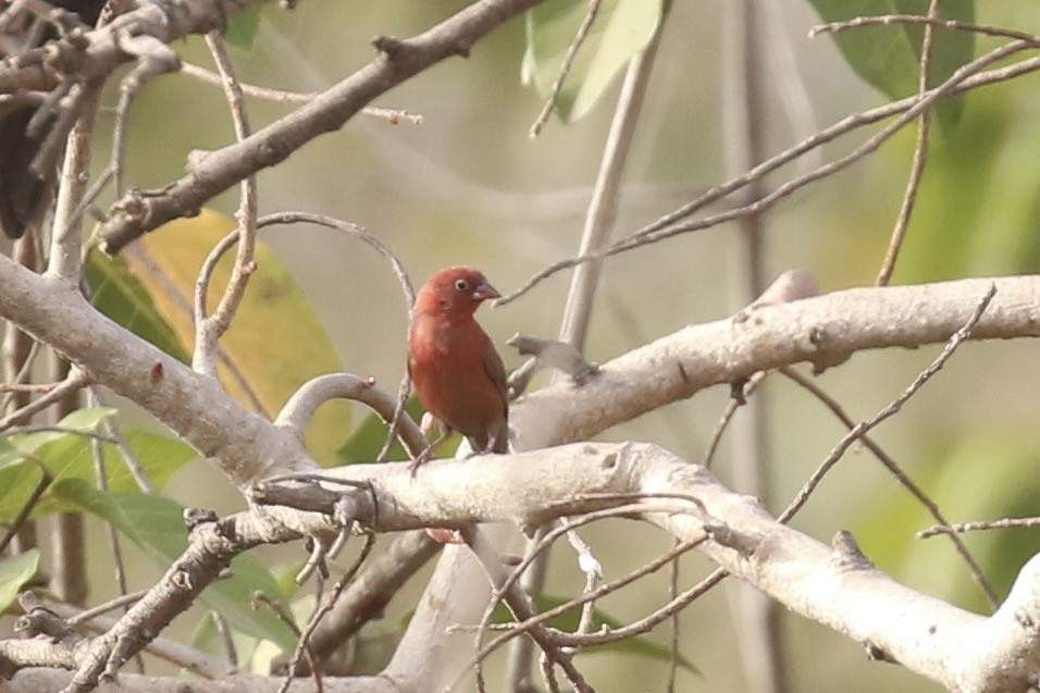 Red-billed Firefinch - ML645644717