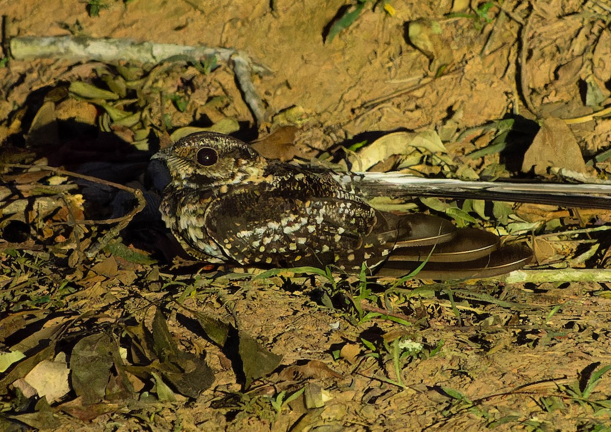 Long-trained Nightjar - ML645644718