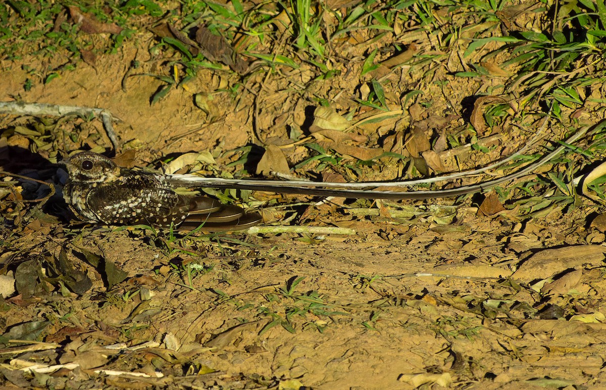 Long-trained Nightjar - ML645644719