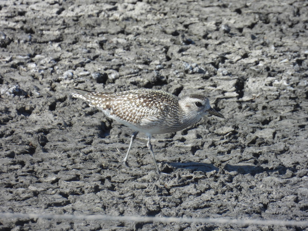 灰斑鴴 - ML645644720