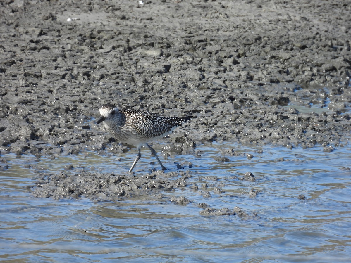 灰斑鴴 - ML645644721