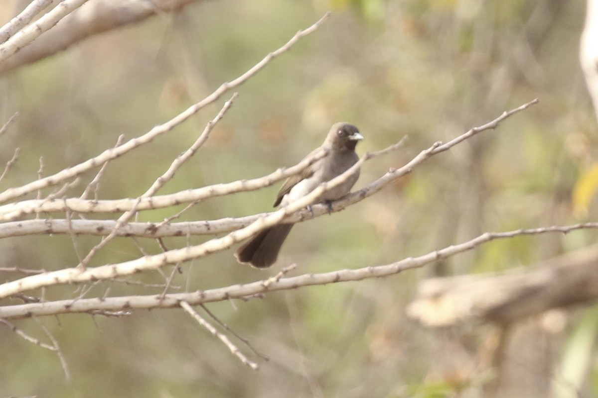 Common Bulbul - ML645644723