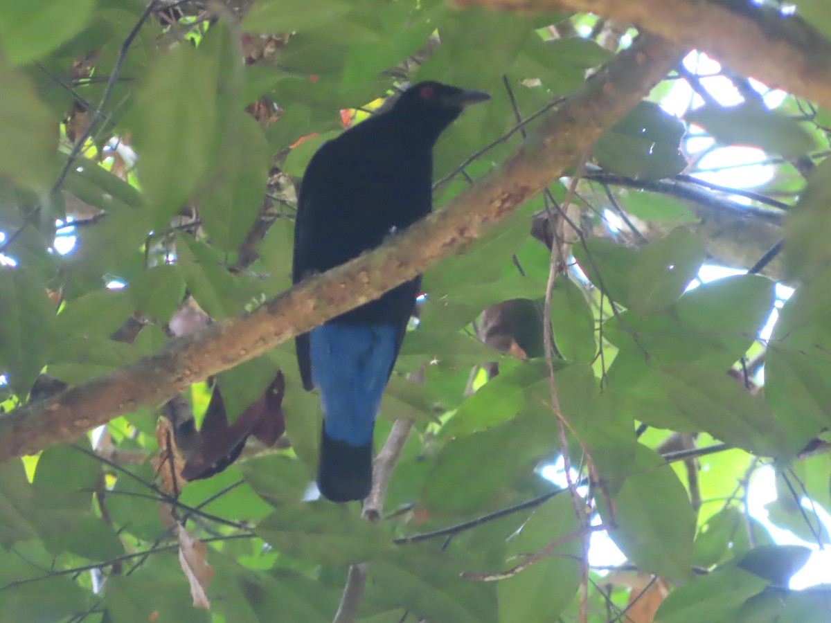 Asian Fairy-bluebird - ML645644725