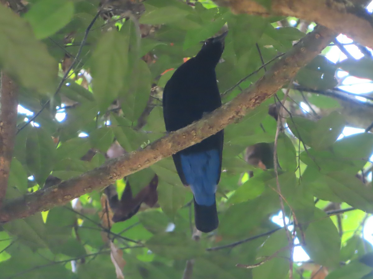 Asian Fairy-bluebird - ML645644726
