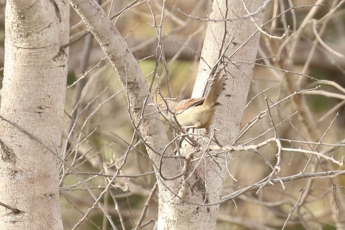 Red-winged Prinia - ML645644727
