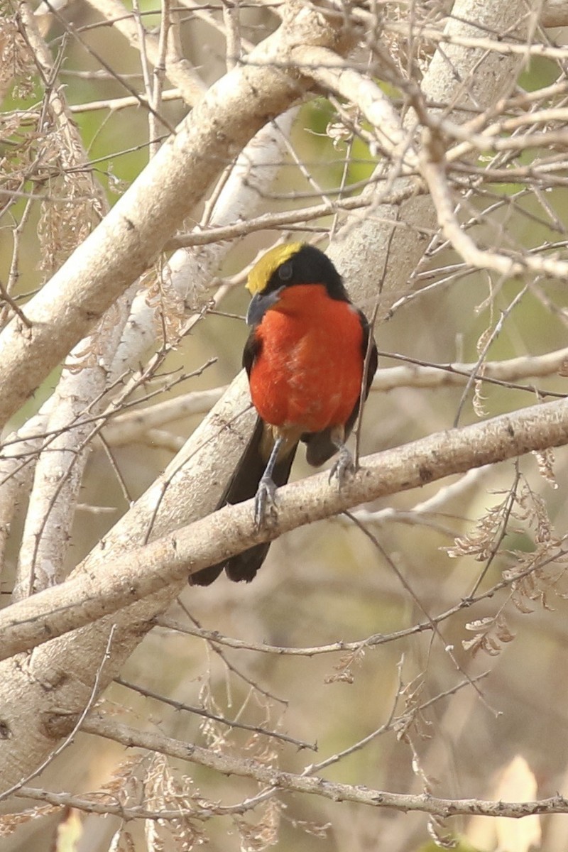 Yellow-crowned Gonolek - ML645644729