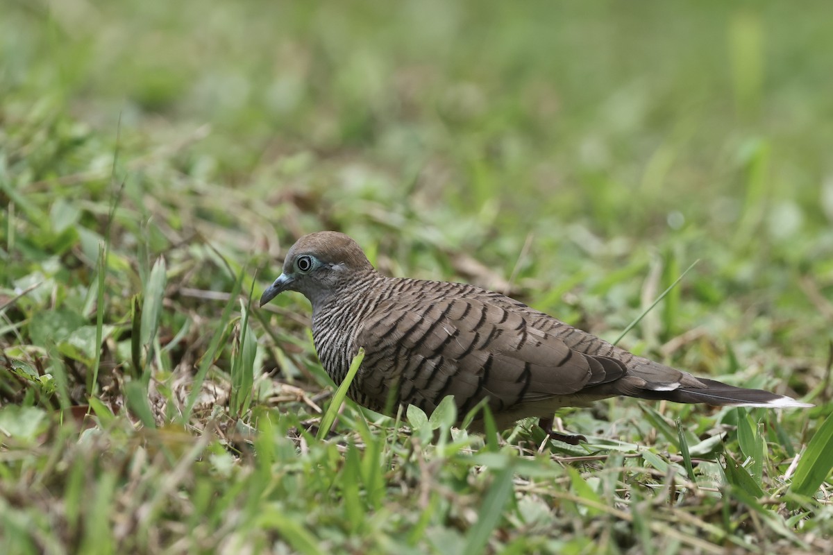 斑馬鳩 - ML645644733