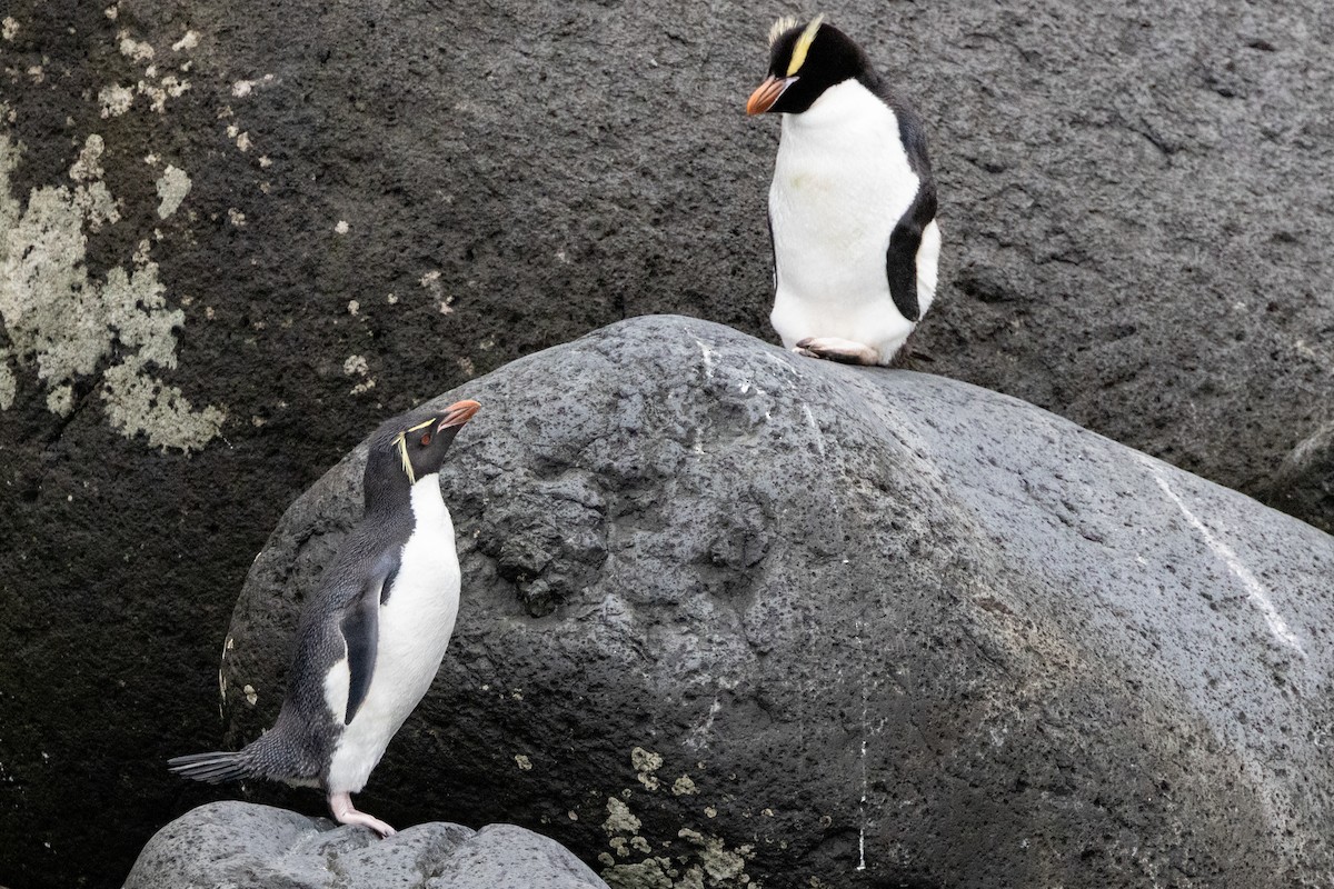 Eastern Rockhopper Penguin - ML645644736