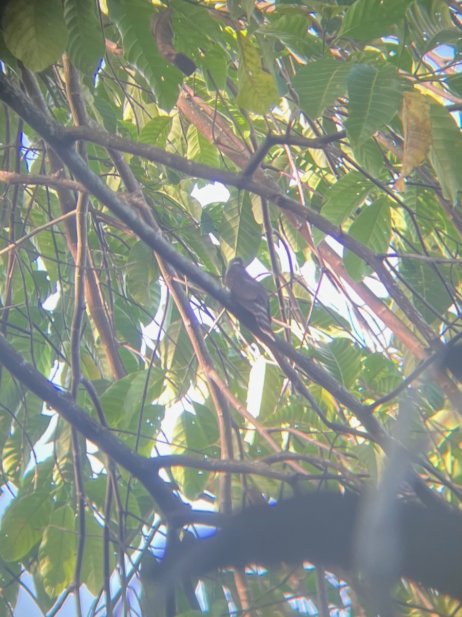 Malaysian Hawk-Cuckoo - ML645644737