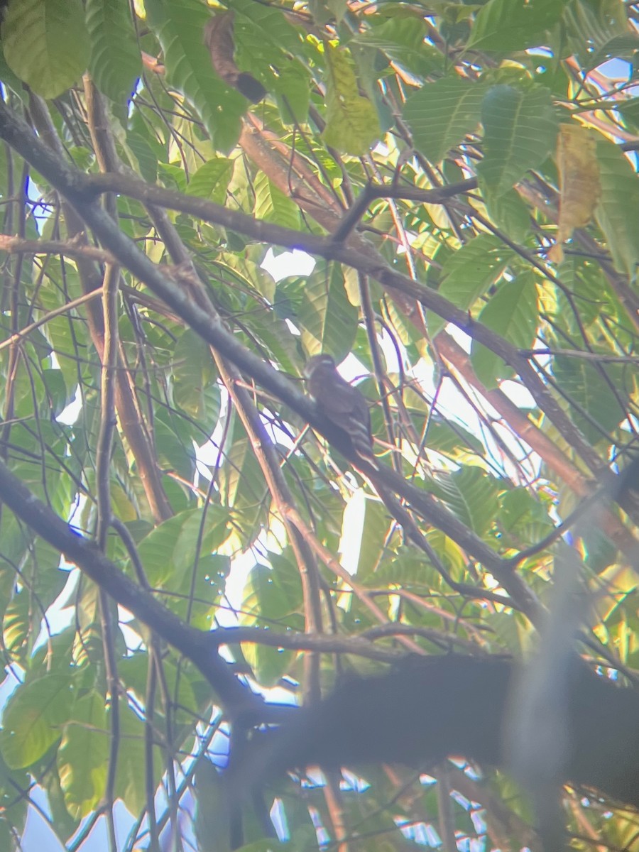 Malaysian Hawk-Cuckoo - ML645644738