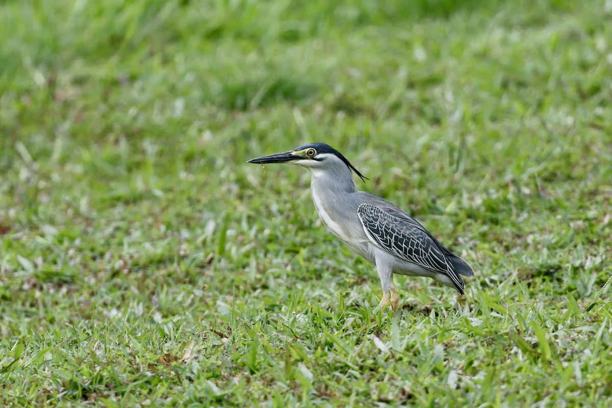 Little Heron - ML645644744