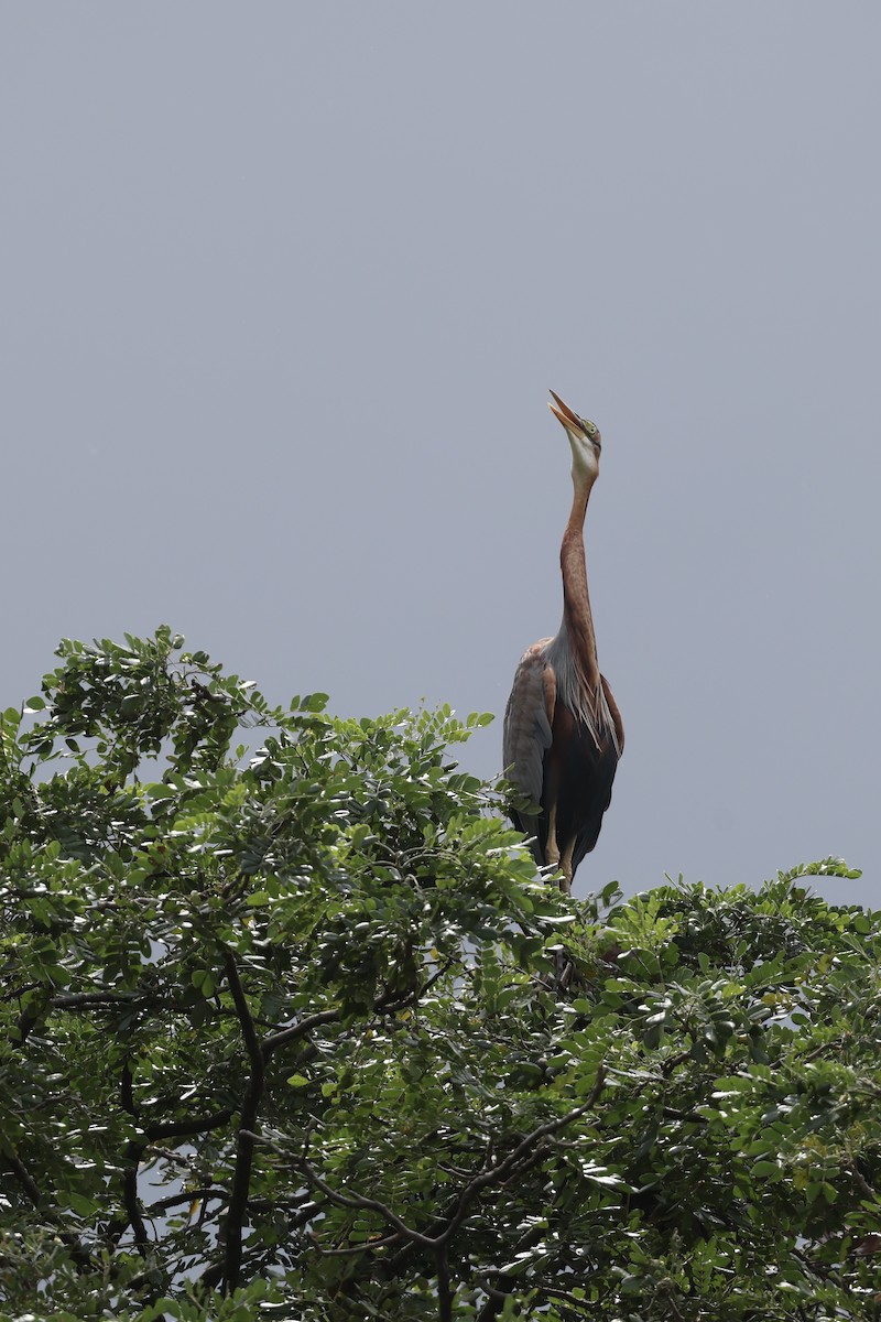 Purple Heron - ML645644759