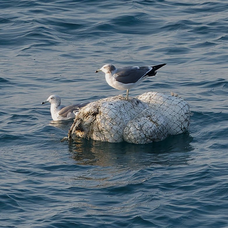 Black-tailed Gull - ML645644783