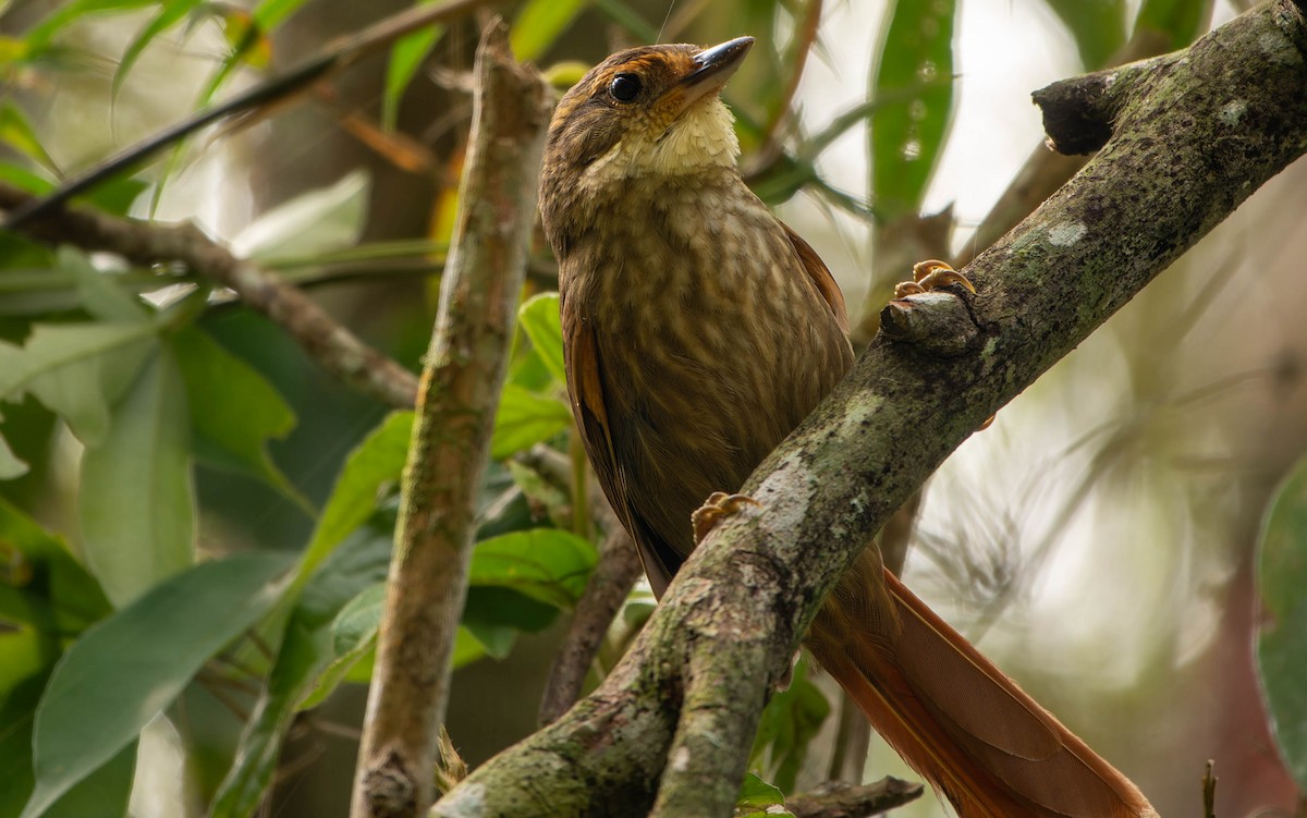 Buff-browed Foliage-gleaner - ML645644784