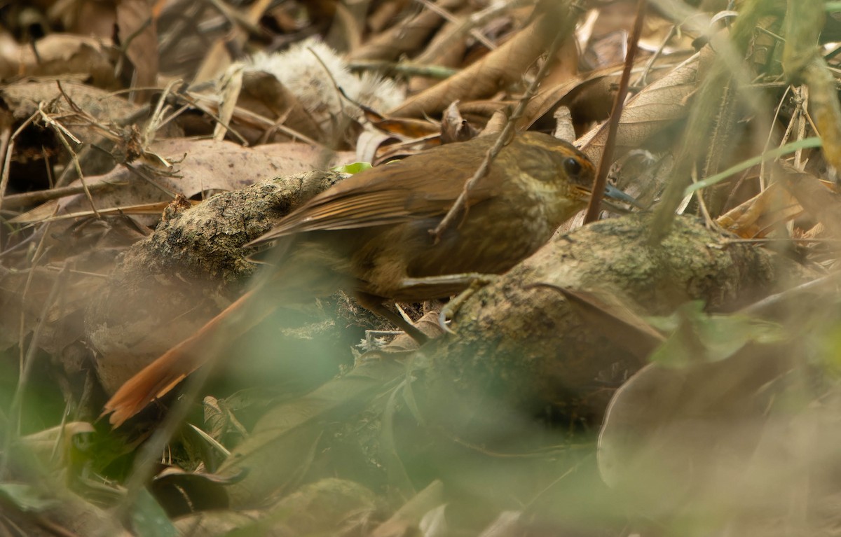 Buff-browed Foliage-gleaner - ML645644785