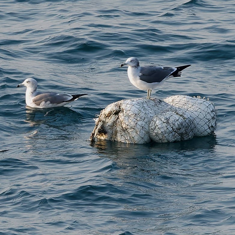 Black-tailed Gull - ML645644787