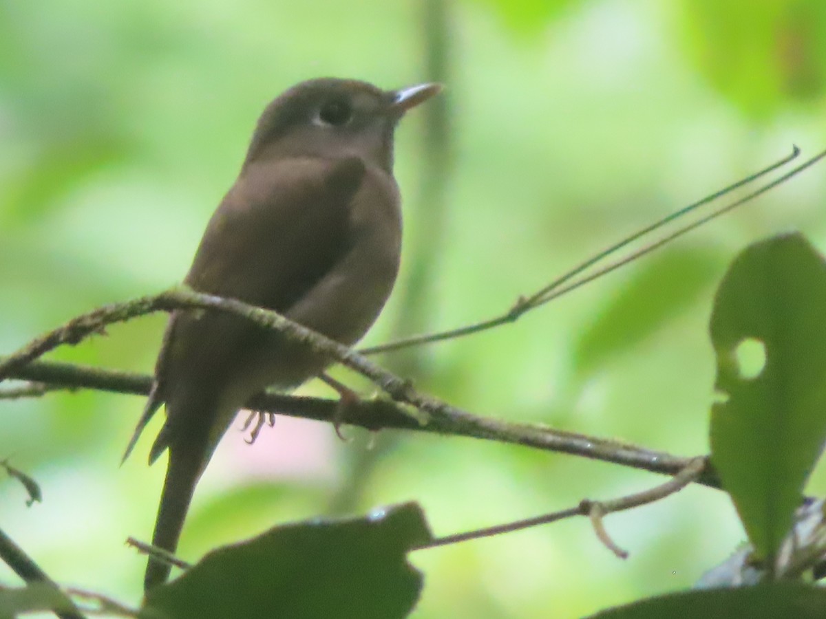 Gobemouche brun - ML645644817