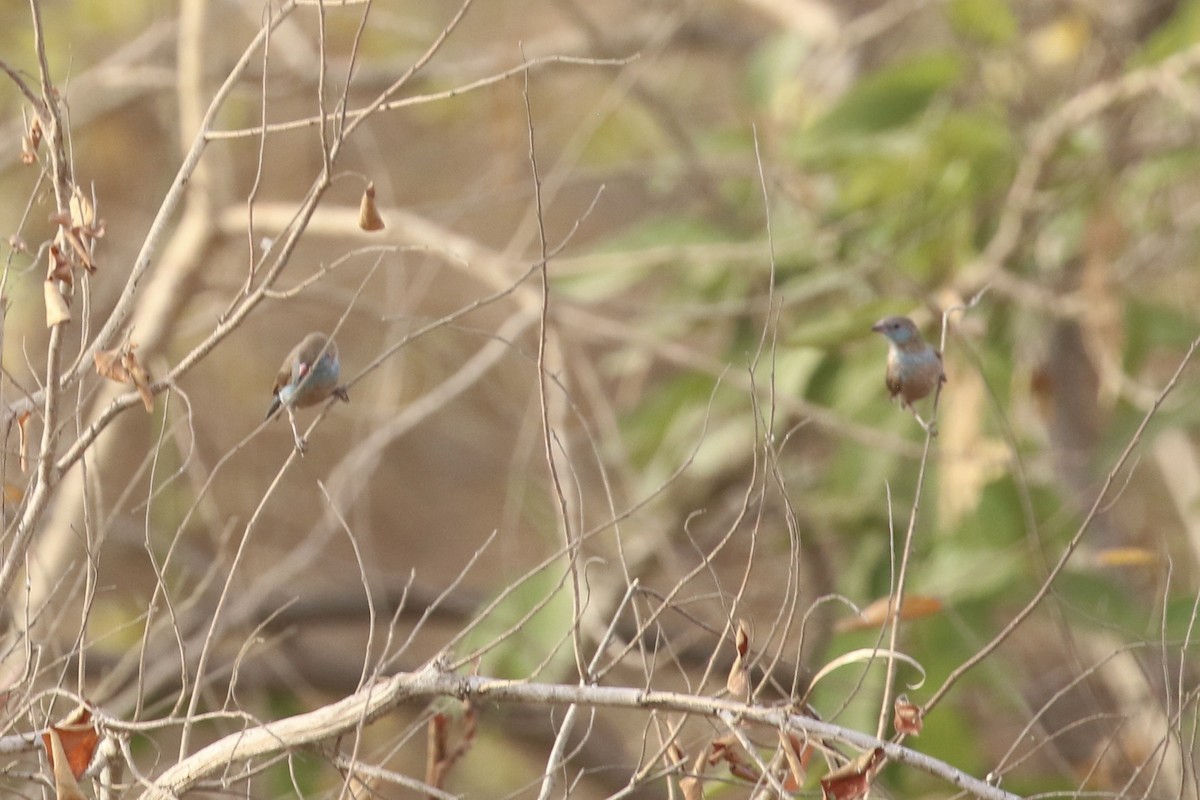 Cordonbleu à joues rouges - ML645644821