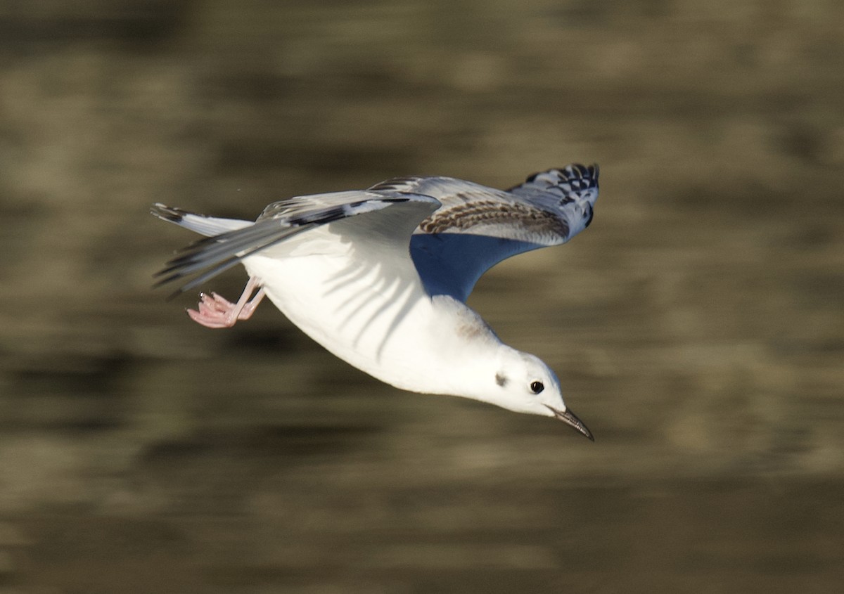 Mouette de Bonaparte - ML645644822