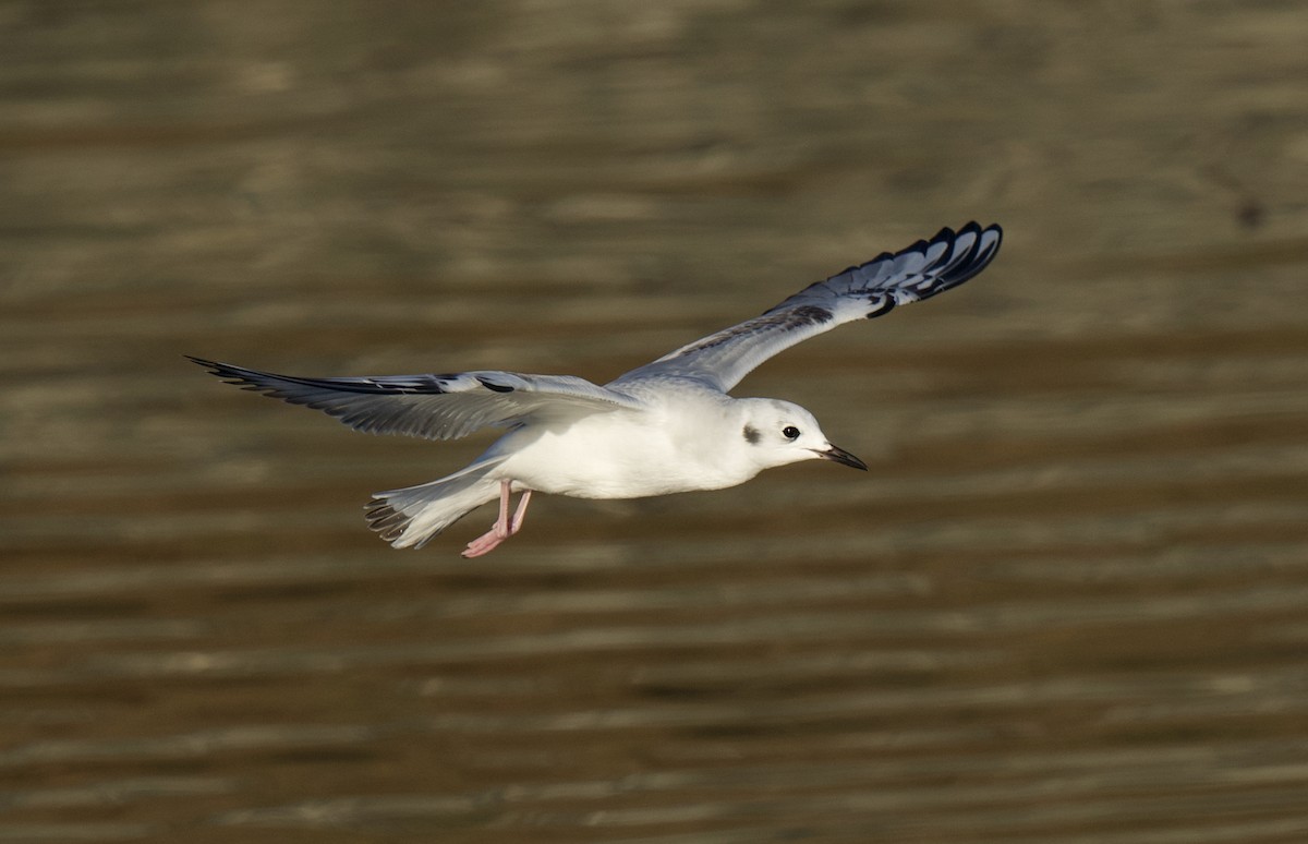 Mouette de Bonaparte - ML645644823