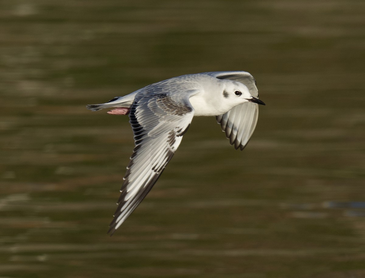 Mouette de Bonaparte - ML645644824