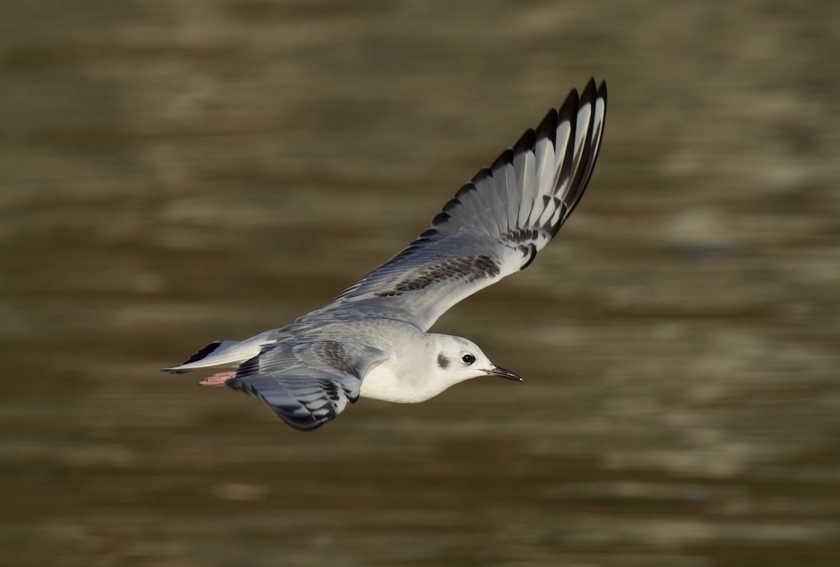Mouette de Bonaparte - ML645644825
