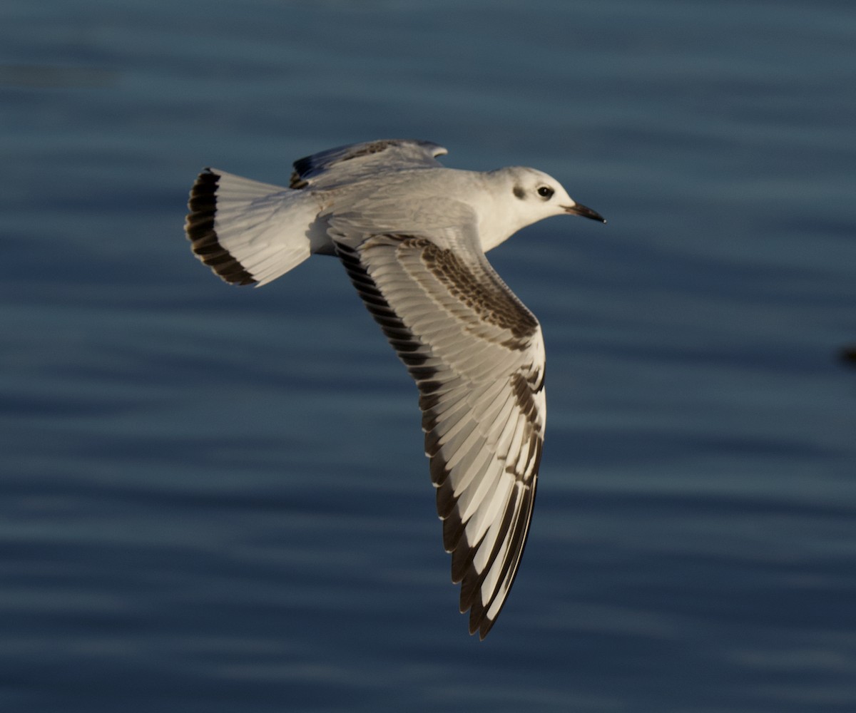 Mouette de Bonaparte - ML645644826