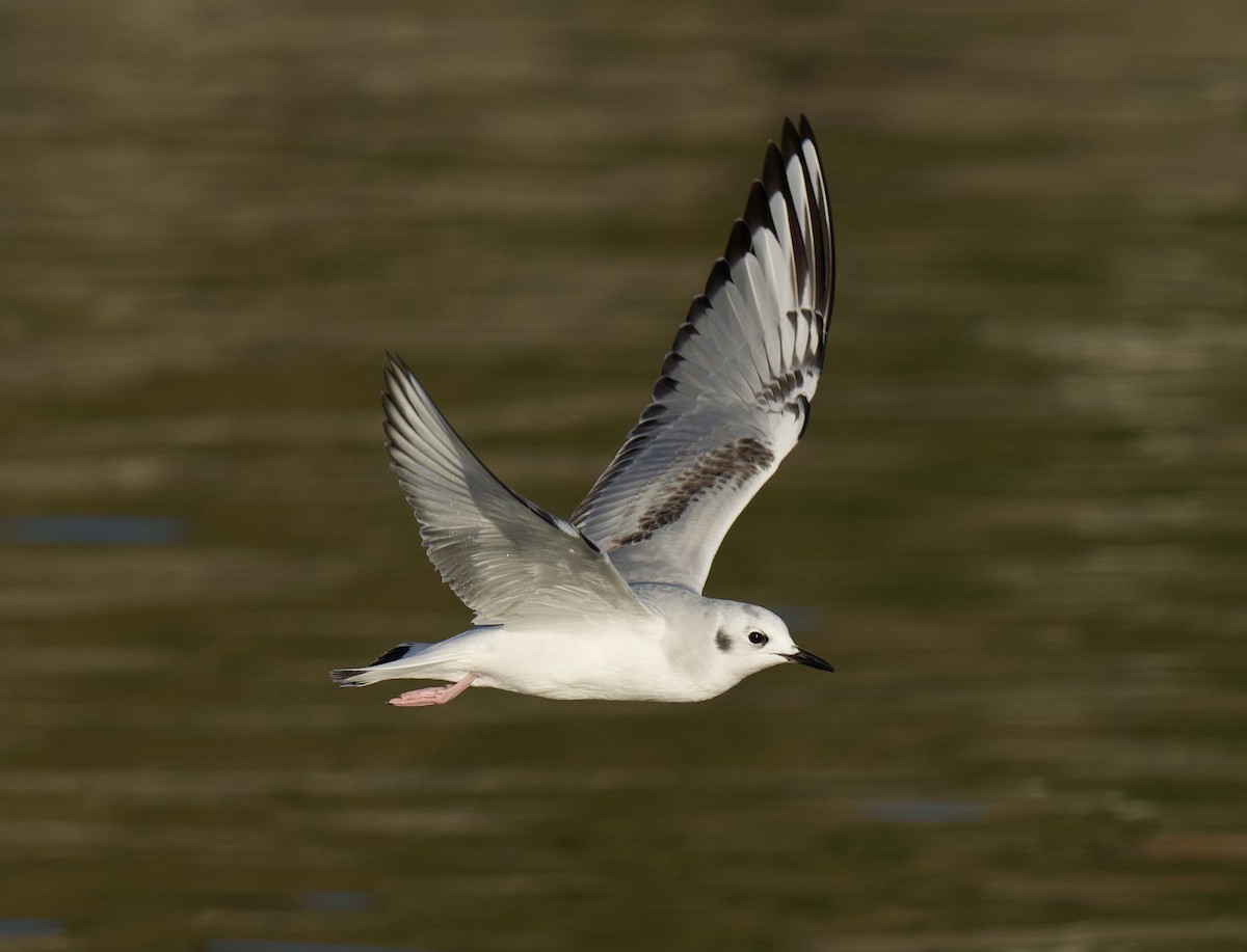 Mouette de Bonaparte - ML645644827
