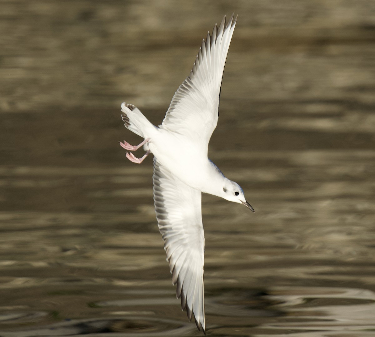 Mouette de Bonaparte - ML645644828