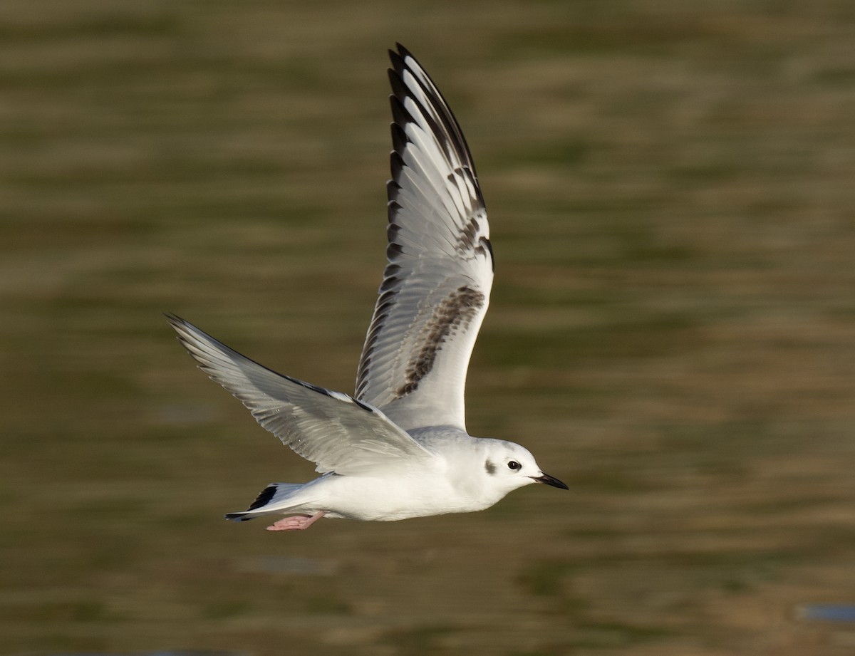 Mouette de Bonaparte - ML645644829