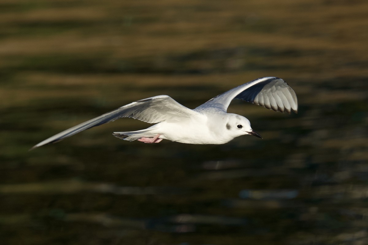 Mouette de Bonaparte - ML645644830