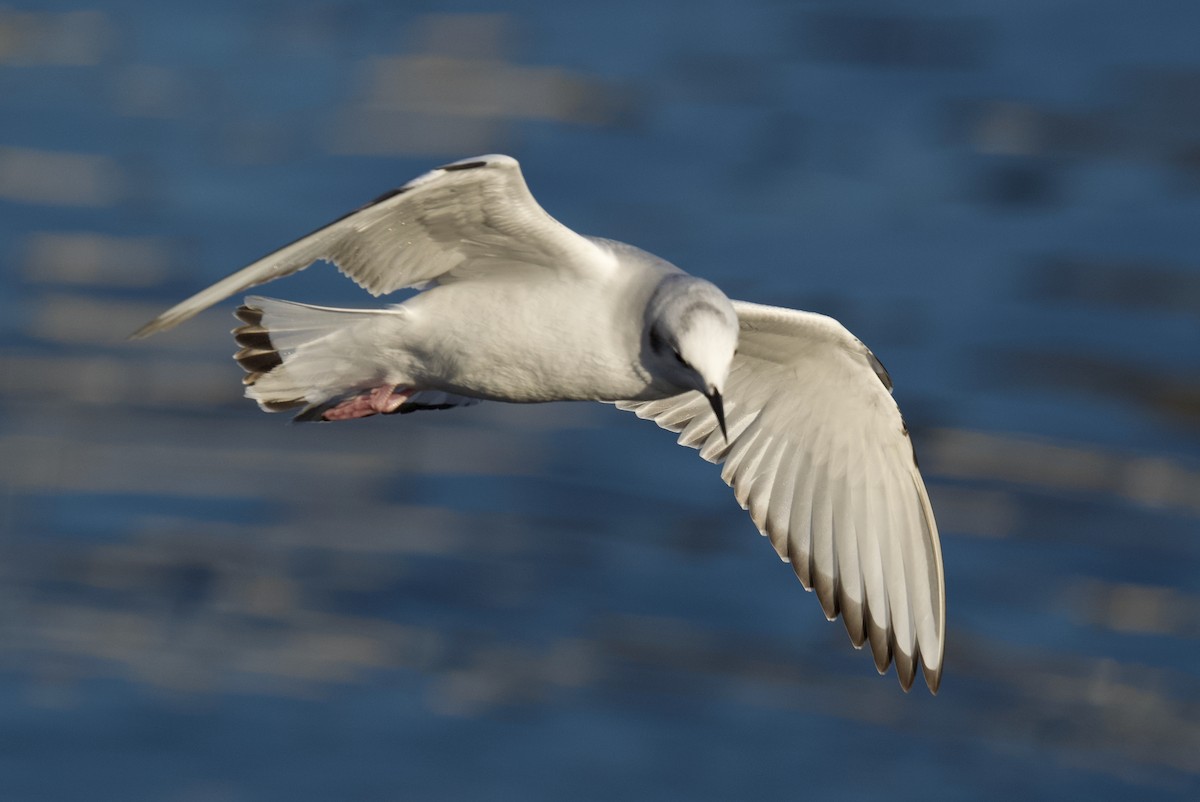 Mouette de Bonaparte - ML645644831