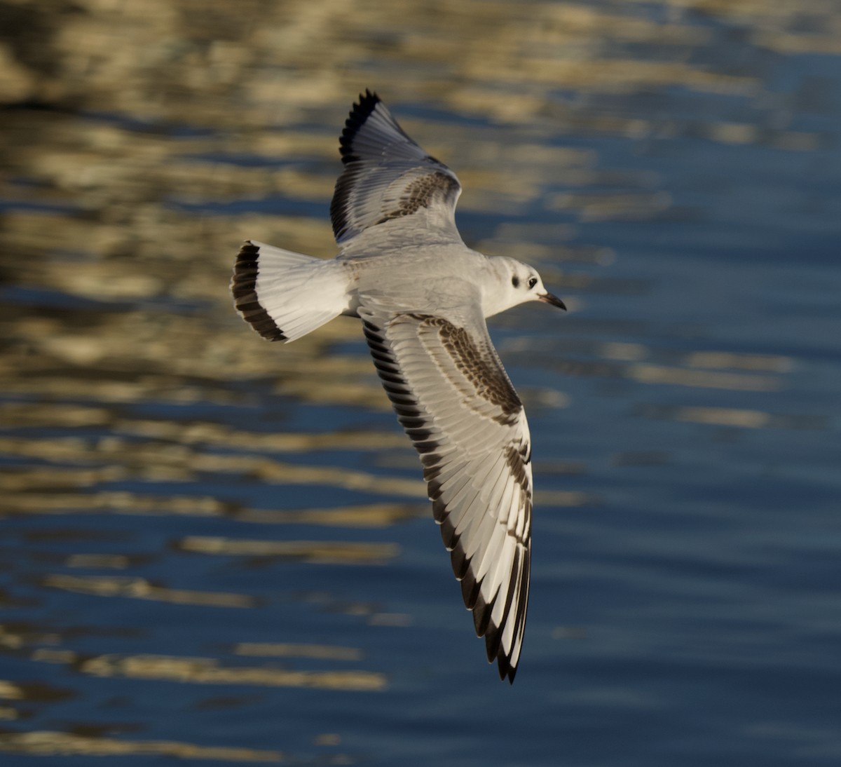 Mouette de Bonaparte - ML645644832