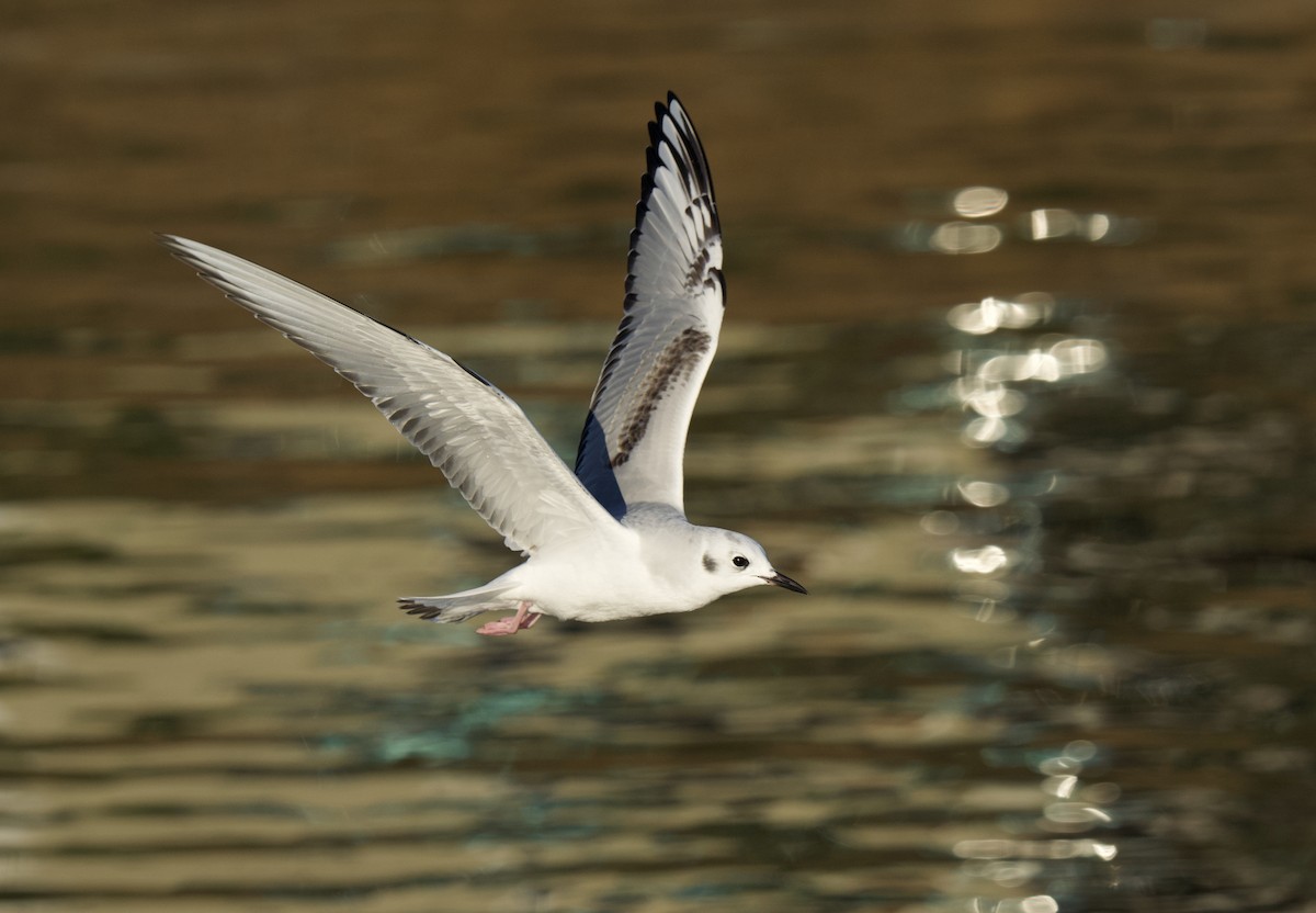 Mouette de Bonaparte - ML645644833