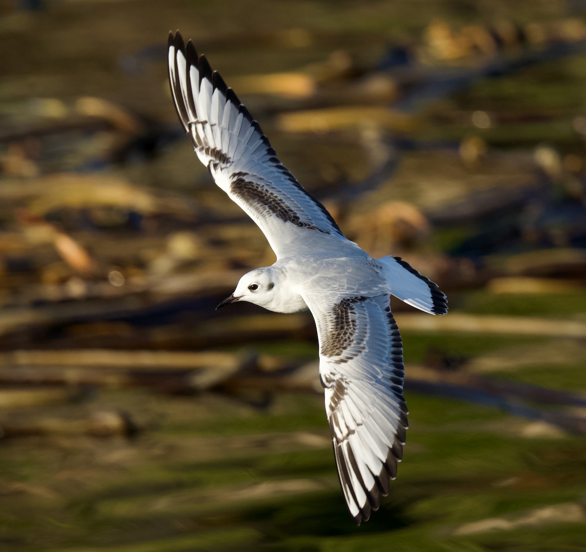 Mouette de Bonaparte - ML645644834