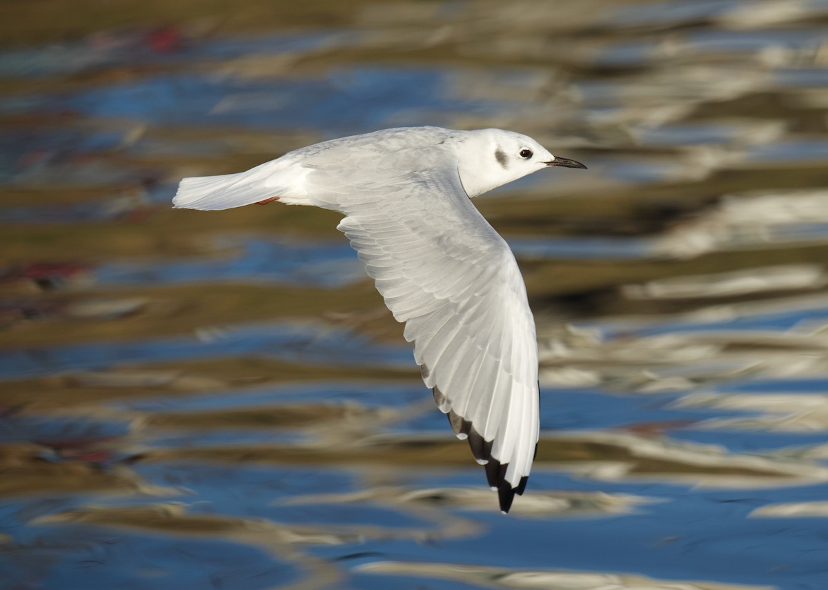 Mouette de Bonaparte - ML645644835