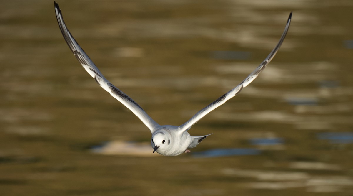 Mouette de Bonaparte - ML645644836