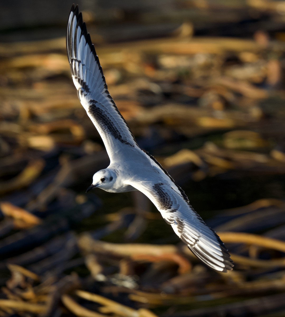 Mouette de Bonaparte - ML645644837
