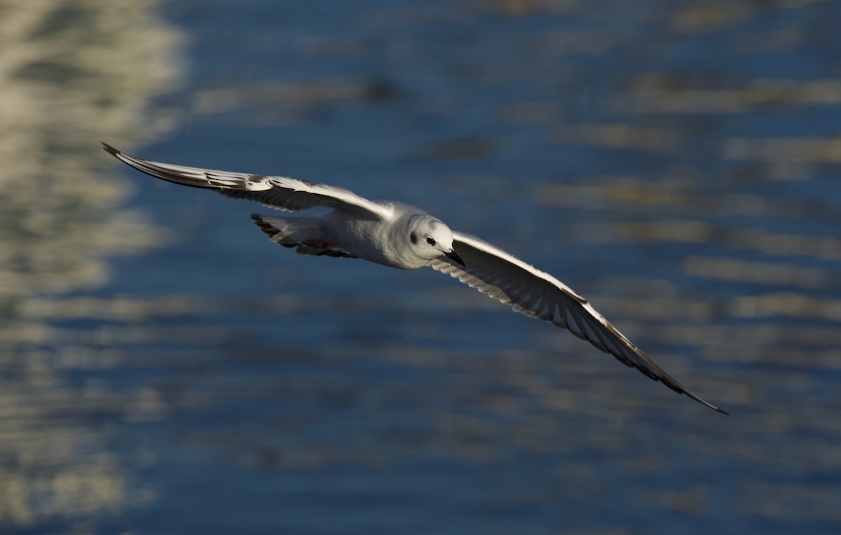 Mouette de Bonaparte - ML645644838