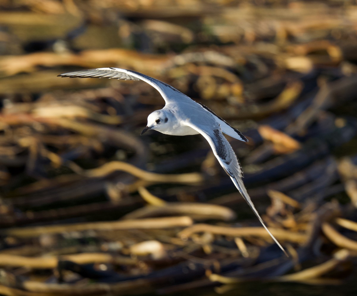 Mouette de Bonaparte - ML645644839