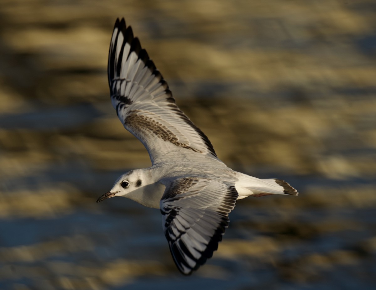 Mouette de Bonaparte - ML645644840