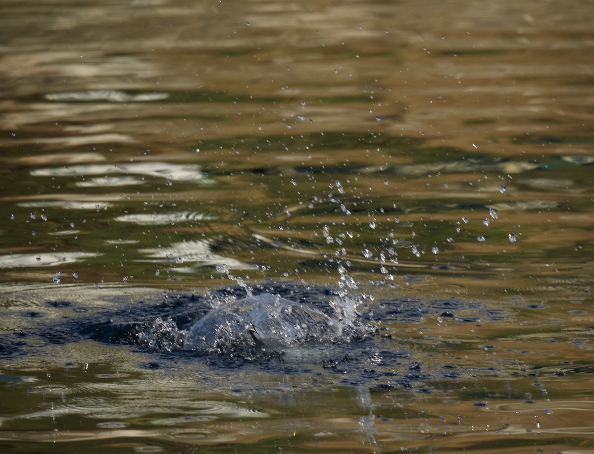 Mouette de Bonaparte - ML645644841